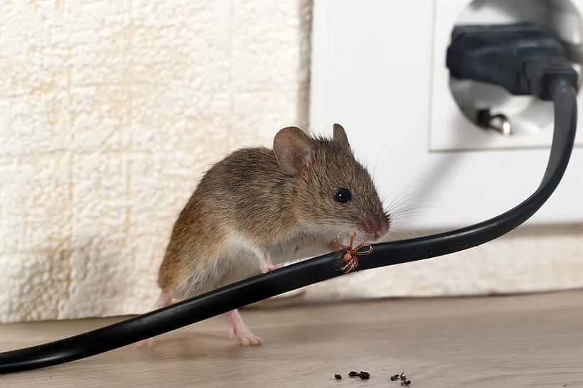rat removal Vancouver